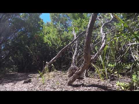 Large echidna on the Great Ocean Walk, Cape Otway