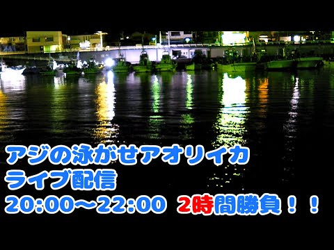 【アオリイカ】小田原方面漁港内　ライブ配信