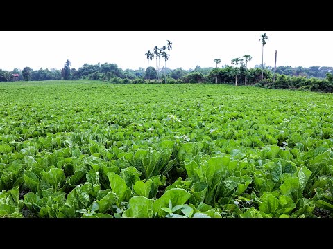 Green Mustard Growing Technique to Fast Harvest - Harvesting Green Mustard Goes to the Market