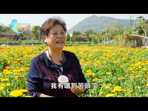 【花蓮吉安】香草植物金盞花  林鳳珠從種植到研發一手包｜有機無毒｜411｜#美麗心台灣