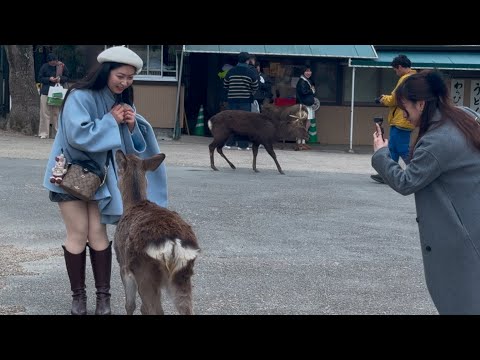 素晴らしい公園で鹿に癒される外国人観光客たち🫎NARA PARK