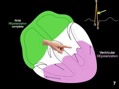 ECG's and Action Potentials #anatomy #heart #ecg