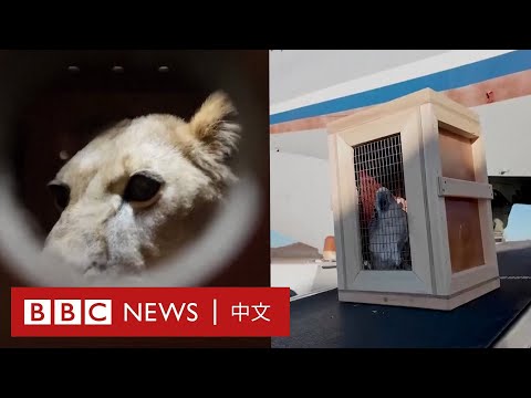 普京向平壤動物園贈送獅子和熊等70多隻動物－ BBC News 中文