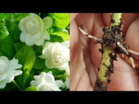 Mogra plant from cutting | Arabian Jasmine | #arabianjasmine #mogra #cutting