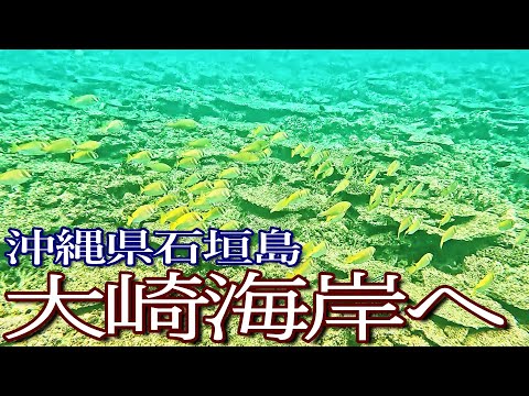 石垣島ゆる旅４日目（中編）大崎海岸でシュノーケリング満喫