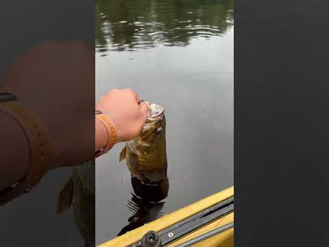 Chunky Smallmouth Bass Release. #beginnerfishing #bassfishing #finessefishing  #smallmouth #shorts