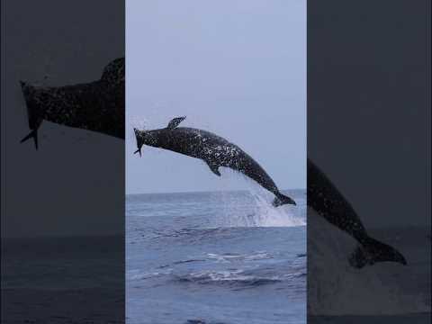 A False Killer Whale leaps for a Mahi! #nature #viral