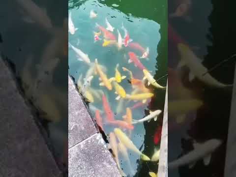 Beautiful Color of Koi Fish 🐠 🐟 🤩#shortvideo #shorts