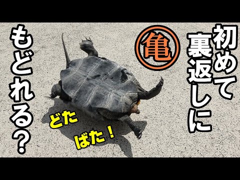 3歳の亀、生まれて初めて裏返しに！戻れるのか？【亀飼育】＃イシガメ