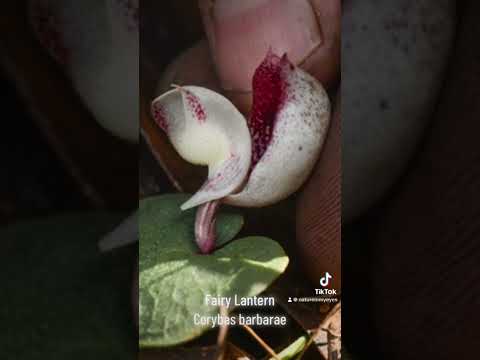 Fairy lantern (Corybas barbarae)