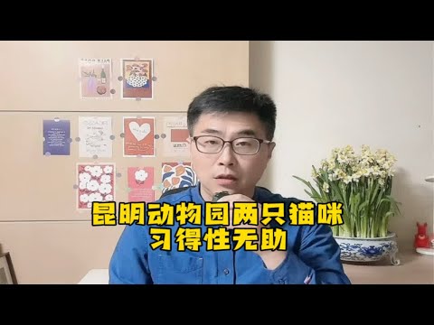 昆明动物园两只猫咪在心理学上叫习得性无助和情感麻木