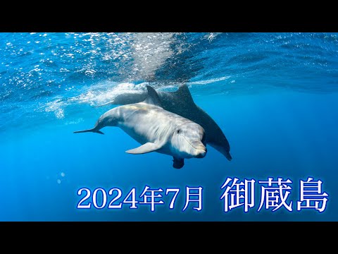 2024年7月御蔵島ーイルカ三昧！！