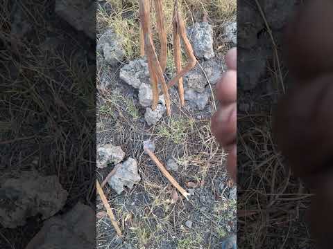 SEMILLA LA PLANTA PODEROSA medicinal conoscan la #plantapodersa #campo  #rancho  #naturaleza