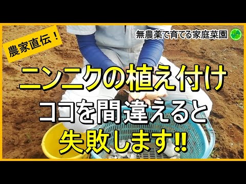 【にんにく栽培】植える時期と植え方が大事！植え付けのコツ【有機農家直伝！無農薬で育てる家庭菜園】 24/9/28