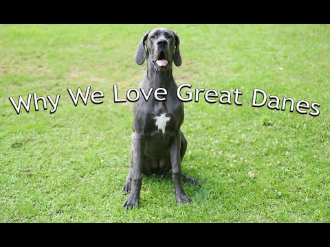 Why We Love Great Danes