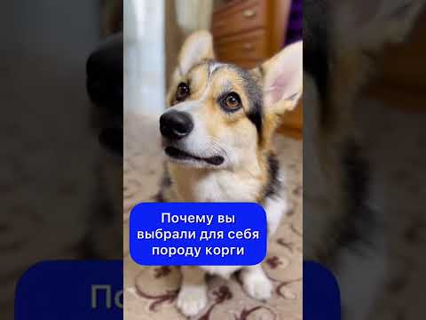 ПОЧЕМУ ВЫ ВЫБРАЛИ ПОРОДУ КОРГИ?