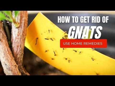 How to Use Home Remedies to Get Rid of Gnats | The Guardians Choice