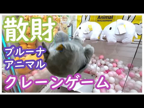 クレーンゲームでブルーナアニマルを攻略！散財の末にようやく確率に頼らずにゲット！他にもアースグミやちいかわもゲット！