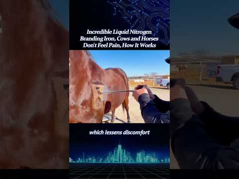 Icredible Liquid Nitrogen Branding lron, Cows and Horses Don't FeelPain, How It Works  part 1