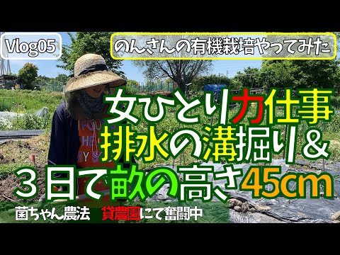 女ひとり力仕事 ( 初顔出し？）有機栽培　菌ちゃん農法　貸農園でやってみた  　排水の溝堀　畝上げ３日で高さ45cm（長さは５ｍ）　のんさんの有機栽培やってみた Vlog 05