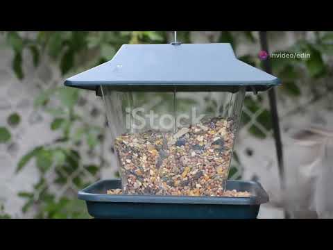 Elegant & Durable Copper Plated Bird Feeder Review