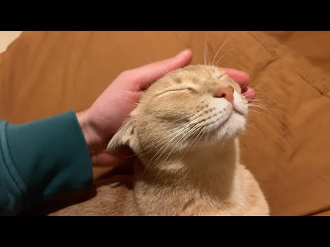 Golden boi leans into those pets like there's no tomorrow