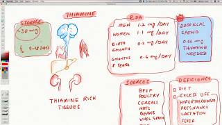 Vitamin B1 - Thiamine