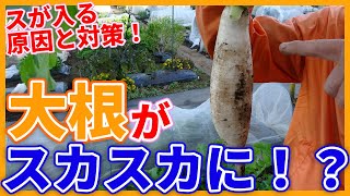 Tips on how to grow radish without becoming empty.