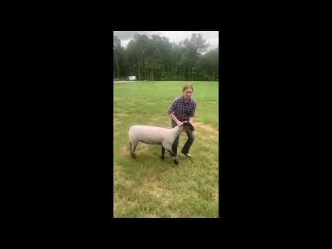 2020 4-H Farm Credit Virtual Showmanship Circuit Show #2 Sheep Video Of The Week Erin Burns