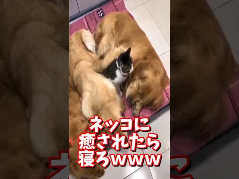 ネッコの動画で癒されたら寝ろｗｗｗ　#2ch #2ch動物スレ  #動物 #猫 #癒やし #ねこ