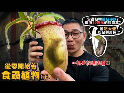 【從零開始養】食蟲植物(下)豬籠草會吃老鼠?手放進去會怎樣?吃豬籠草會中毒嗎?七種食蟲植物絕對可養活秘訣!會吃大便?松鼠當馬桶?【許伯簡芝】食蟲鳳梨!瓶子草!捕蠅草!毛氈苔!捕蟲堇!狸藻!