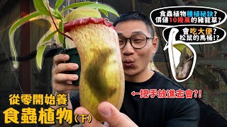 【從零開始養】食蟲植物(下)豬籠草會吃老鼠?手放進去會怎樣?吃豬籠草會中毒嗎?七種食蟲植物絕對可養活秘訣!會吃大便?松鼠當馬桶?【許伯簡芝】食蟲鳳梨!瓶子草!捕蠅草!毛氈苔!捕蟲堇!狸藻!