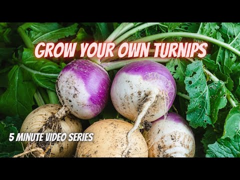 Tuesday Growing Tip: How to Grow Turnips || DHBG