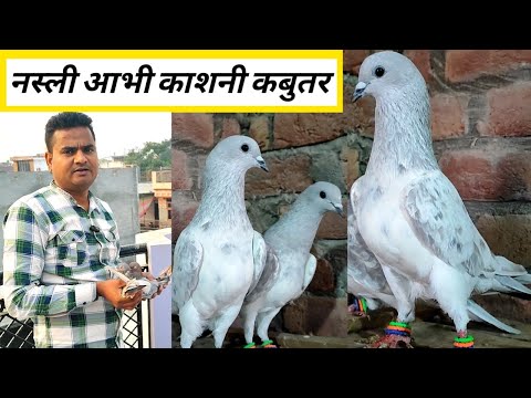 Muzaffarnagar Ke Top Kasin Kabootar ! Arshad idrisi pigeon