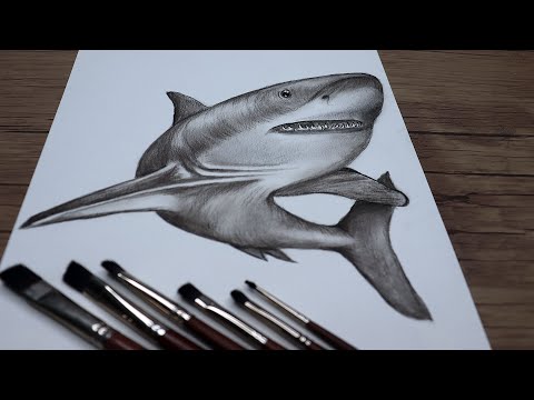 How to Draw a Realistic Shark Step by Step | Shark Swimming Sketch | Pencil Drawing Tutorial