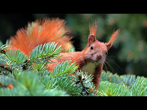 Животные в еловом лесу