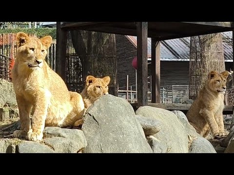 【ライオン】【愛媛県立とべ動物園】寒さに負けずに仲良く遊ぶつくし、アネ、モネ！