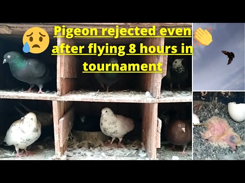 Pigeon rejected even after flying 8 hrs | Bought 3 new Pigeons | Cage Updates | More New Chicks