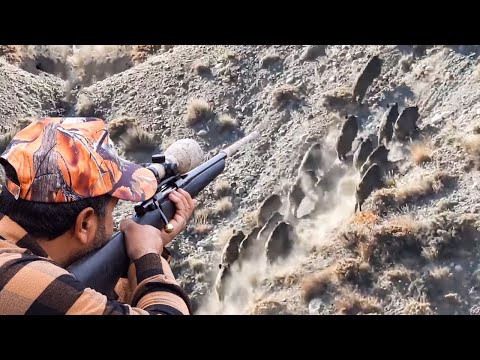 LONG RANGE PERFECT SHOTS - UZUN MESAFE SÜPER ATIŞLAR - WILDSCHWEINJAGD - CHASSE AU SANGLIER