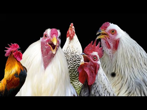 Biggest ROOSTER CROWING compilation more than 100 heritage Rooster Sound ! Ayam Berkokok ไก่ขัน