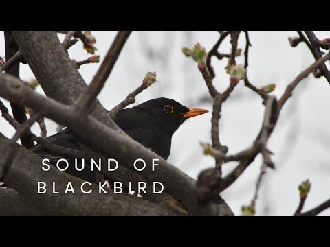 👉 S2 Blackbird ( Turdus Merula ) | Mierla