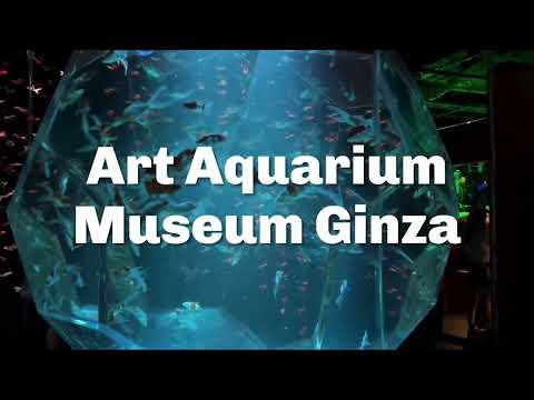 Art Aquarium Museum Ginza: Go Inside Tokyo's Vibrant Living Exhibition - LIVE JAPAN