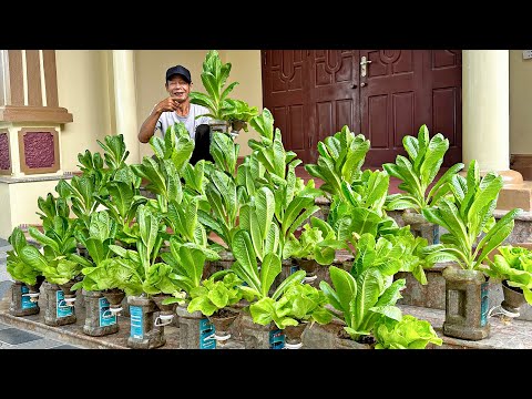 Growing Two Types Of Vegetables With Just One Plastic Bottle, Results Are Surprising