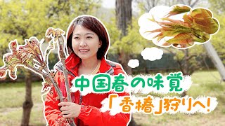 中国春の味覚「香椿」狩りへ！｜AちゃんのChinaNow