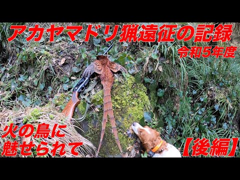 令和5年度猟期　アカヤマドリ猟遠征の記録【後編】Copper Pheasant Hunting