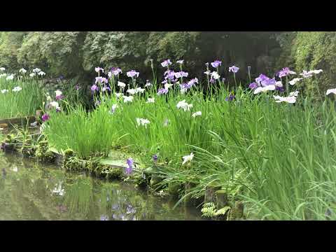 梅宮大社神苑勾玉池の花菖蒲／錦鯉