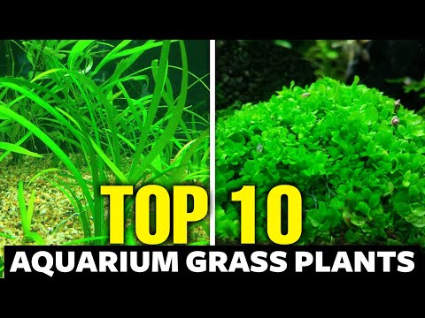 Top 10 Aquarium Grasses (Plants for the Perfect Carpet)