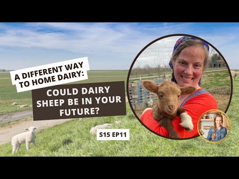 S15: E11: A Different Way to Home Dairy: Could SHEEP Be in Your Future?