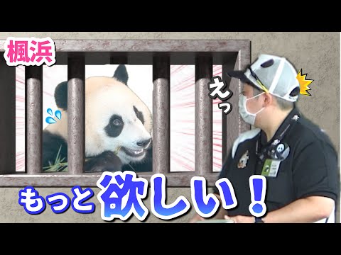 【パンダアイドル楓浜】竹しか勝たん！ふうひん🐼必死な窓越し交渉術❣️