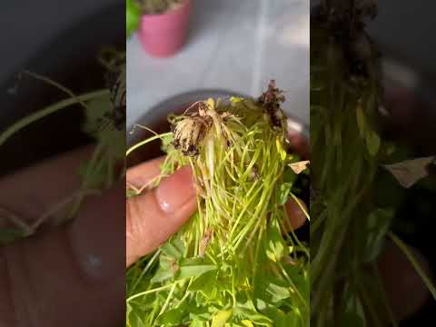 【蓝胖小花匠🎏】别拔酢浆草的残花……别拔！别拔！要不然有几率跟我一样：辛辛苦苦几十年，一朝回到解放前#酢浆草 #爱生活爱养花 #我的阳台小花园 #花卉绿植